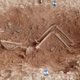 A skeleton uncovered at the site.
